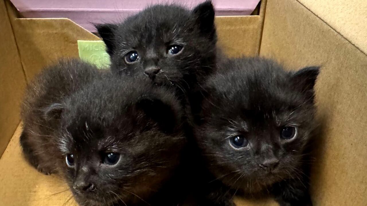 The kittens were found in a shoebox in the aftermath of Hurricane Helene.
