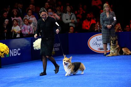 National Dog Show