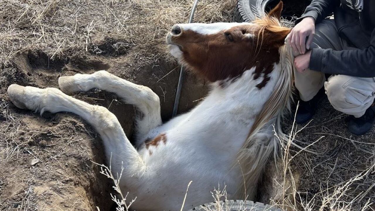 Only the horse's head and front hooves were above ground.