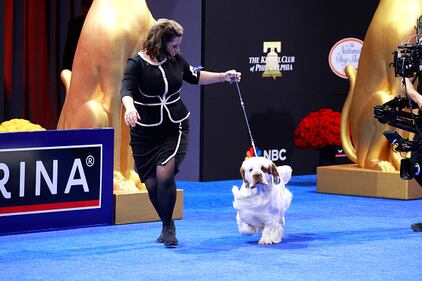 National Dog Show