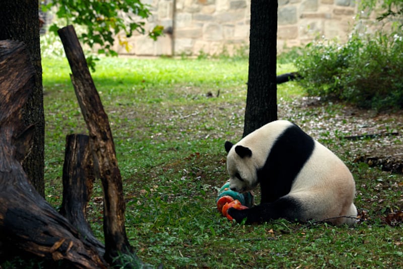 Giant Pandas